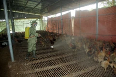 (Ảnh minh họa: Quang Cường/TTXVN)