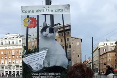 Những chú mèo đã trở thành chủ nhân mới của công viên. (Ảnh: Quang Thanh/Vietnam+)