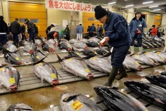 Các lái buôn chọn mua cá ngừ tại phiên chợ cá Tsukiji. (Nguồn: AFP/TTXVN)