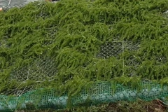 Khung rong nho giống tại Ninh Hải. (Ảnh: Nguyên Lý/TTXVN)