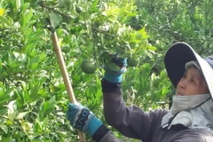 Thu hoạch quýt non để bán cho thương lái Trung Quốc tại vườn quýt của gia đình ông Nguyễn Phi Dũng, xã Tân Lâm, huyện Xuyên Mộc. (Ảnh: Hoàng Nhị/TTXVN)