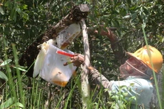 Nông dân thu hoạch mật ong rừng trên lâm phần rừng tràm U Minh hạ. (Ảnh: Trần Quốc La/TTXVN)