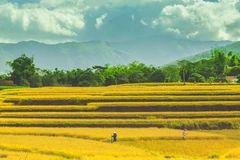 Thời điểm này, những người nông dân tại huyện Bình Liêu đã bắt đầu gặt lúa. (Ảnh: Minh Sơn/Vietnam+)