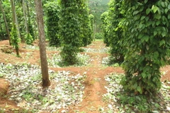 Ảnh chỉ có tính minh họa. (Ảnh: Anh Dũng/TTXVN)