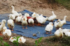 Ảnh chỉ có tính minh họa. (Ảnh: Thanh Tân/TTXVN)