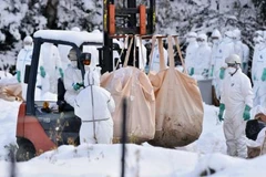 Tiêu hủy gia cầm nhiễm bệnh tại một trang trại ở Yamagata, Nhật Bản. (Nguồn: Kyodo/TTXVN)