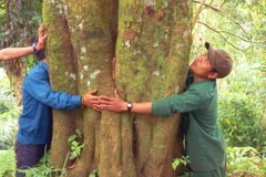 Cây quế cổ thụ tại làng Ông Ní hai người ôm không xuể. (Nguồn: quetramy.com)