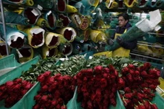 Đóng gói hoa hồng xuất khẩu. (Nguồn: Reuters)