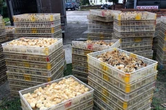 Gà giống nhập lậu bị thu giữ. (Ảnh: Nguyễn Hoàng/TTXVN)