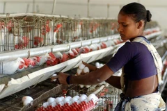 Gà được nuôi tại trang trại gia cầm ở ngoại ô Hyderabad, Ấn Độ. (Ảnh: AFP/TTXVN)