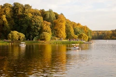 Mùa Hè rớt với những cánh rừng nhuộm màu vàng óng ả làm nên nét đẹp đặc trưng của thiên nhiên nước Nga. (Ảnh: Hiếu Trần/Vietnam+)