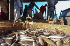 Xuất khẩu thủy sản của CAmpuchia giảm từ 10.980 tấn xuống 1.730 tấn. (Nguồn: phnompenhpost.com)