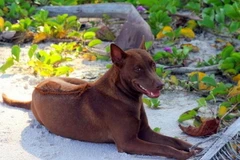 Kiên Giang bảo tồn giống chó Phú Quốc quý hiếm