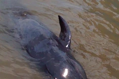 Quảng Bình: Đưa con cá voi nặng 1,5 tạ trở về biển khơi