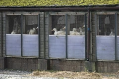 Châu Âu cảnh giác với nguy cơ bùng phát dịch cúm gia cầm