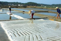 Thời tiết thuận lợi, diêm dân Quảng Nam được mùa muối