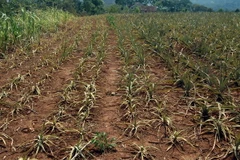 (Ảnh minh họa: Lan Xuân/TTXVN)