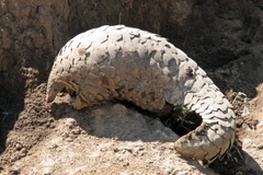 Tê tê đối mặt với nguy cơ đe dọa tuyệt chủng từ con người