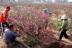 Đào Tết Ất Mùi được vụ mùa bội thu, giá không biến động nhiều
