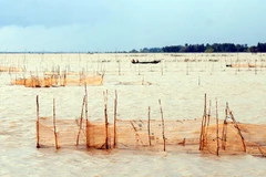 [Photo] Đánh bắt cá linh trong mùa nước nổi tại ĐBSCL