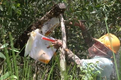 Rừng tràm U Minh hạ tại Cà Mau thoát nguy cơ cháy lớn