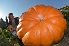 Một người Đức trồng được quả bí ngô khổng lồ nặng 260kg