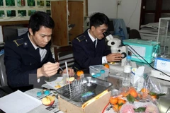 [Video] Tạm dừng cấp phép nhập khẩu trái cây tươi từ Australia 