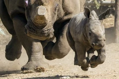 Một con tê giác trắng cái quý hiếm được sinh ra tại Israel