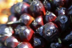 Triển vọng ngành dầu cọ Indonesia trong năm 2014