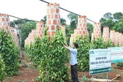 [Video] Nông dân Đắk Lắk hoang mang vì cây hồ tiêu chết hàng loạt 