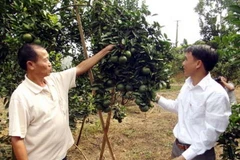 Cam sành của Hà Giang đã được mùa lại được cả giá