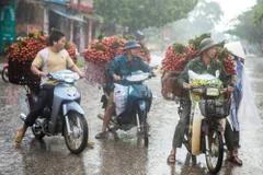 Nông dân "vựa vải" dầm mưa, đôn đáo tìm nơi tiêu thụ sản phẩm. (Ảnh: Minh Sơn/Vietnam+) 