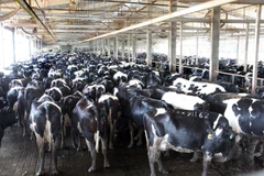 Hàng ngàn con bò được tập kết, chờ đến giờ đưa vào vắt sữa tại Công ty Cổ phần Thực phẩm Sữa TH True Milk ở huyện Nghĩa Đàn, Nghệ An. (Ảnh: Đình Huệ/TTXVN)