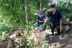 Tiếp tục rà soát và hoàn thiện hệ thống chính sách giảm nghèo