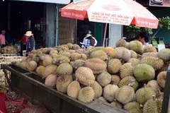 Thu mua, phân loại sầu riêng. (Ảnh minh họa: Hưng Thịnh/TTXVN)