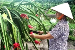 Thu hoạch thanh long ruột đỏ. (Ảnh: Kim Há/TTXVN)