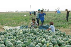 Chung tay giúp nông dân miền Trung thoát cảnh bị ép giá dưa hấu