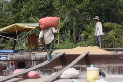 Thu mua lúa tạm trữ lúa của nông dân. (Ảnh: Huy Hoàng/TTXVN)