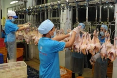 Dây chuyền giết mổ hiện đại tại Trung tâm giết mổ gia cầm An Nhơn của Tổng công ty Nông nghiệp Sài Gòn. (Ảnh: An Hiếu/TTXVN)