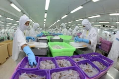 Chế biến sản phẩm tôm xuất khẩu tại nhà máy. (Ảnh minh họa: Huy Hùng/TTXVN)