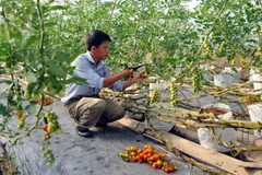 Ảnh minh họa. (Nguồn: TTXVN)