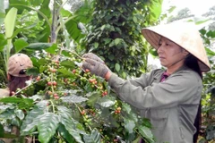 Ảnh minh họa. (Nguồn: TTXVN)