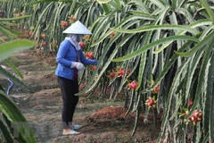 Ảnh minh họa. (Nguồn: TTXVN)