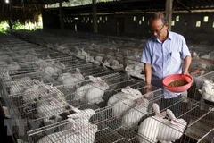 Chăn nuôi thỏ công nghệ cao tại Yên Bái để cung cấp nguyên liệu cho Nhà máy công nghệ sinh học chế dược phẩm từ thỏ tại Quế Võ, Bắc Ninh. (Ảnh: Thế Duyệt/TTXVN)