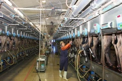 Ngành sữa Việt Nam đang đi ngược với xu thế thế giới