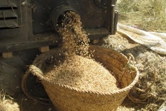 Ngành nông nghiệp Myanmar tìm lại thời hoàng kim