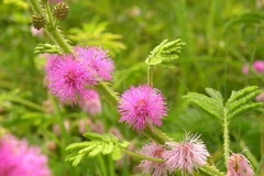 Nâng cao năng lực quản lý sinh vật ngoại lai xâm hại 