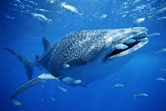 (Nguồn: animals.nationalgeographic.com)