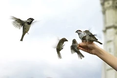 Kiên Giang thả 5.000 con chim bị bắt đem bán