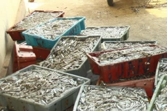 Hải sản Quảng Bình giá tăng cao vẫn cháy hàng trong dịp lễ